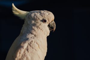 Papoušek Kakadu Hamilton Island Austrálie